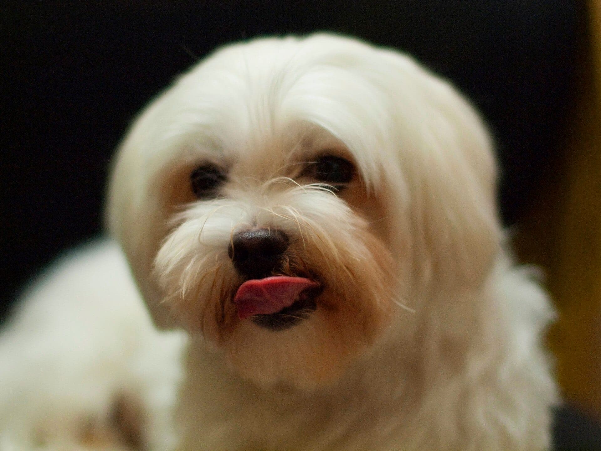 Bichón maltés