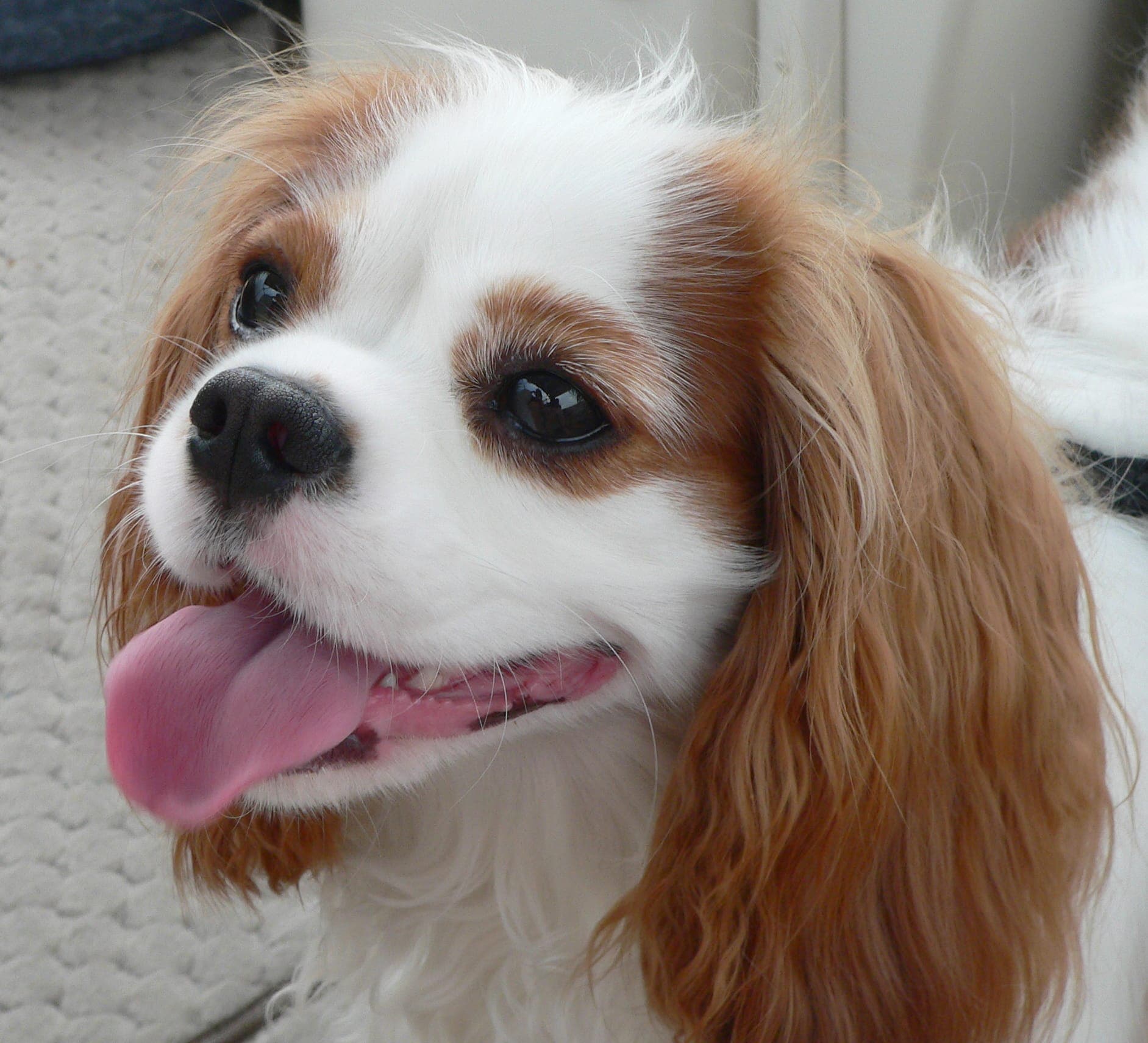 Laura, familia de un Cavalier